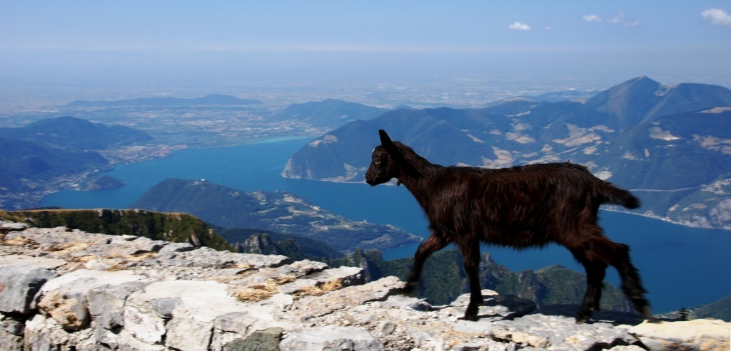 capra sul monte Guglielmo