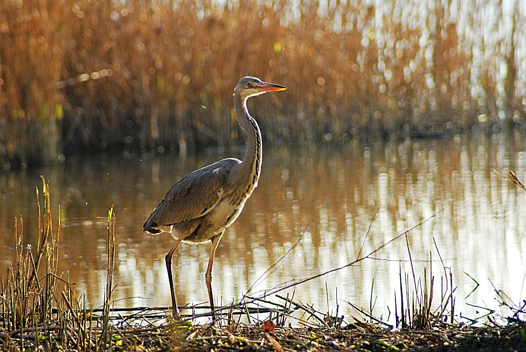 airone cinerino