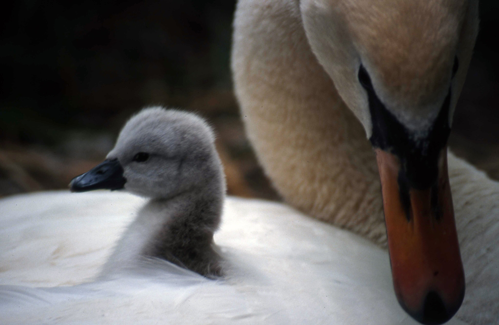 cigno