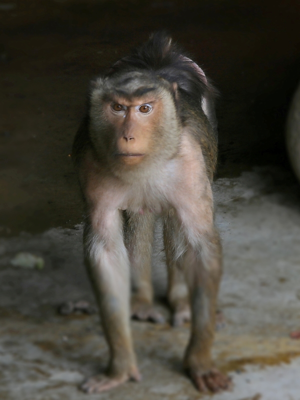 sguardo scimmiesco